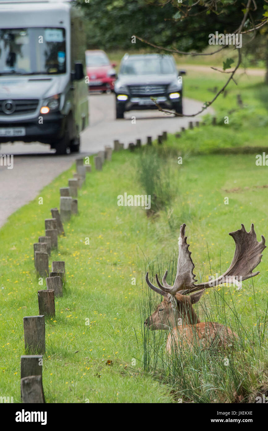 Richmond Park, UK. 16 Aug, 2017. Ein männlicher (Buck) Damwild sucht Zuflucht von der Radfahrer und Verkehr in einem Entwässerungsgraben neben einer der Straßen im Richmond Park. Credit: Guy Bell/Alamy leben Nachrichten Stockfoto