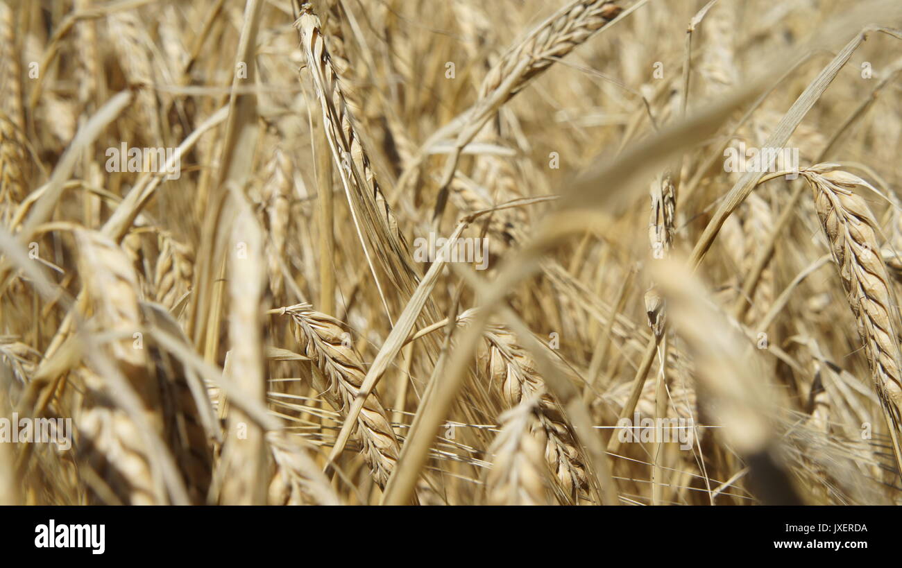 Schließen Sie herauf Foto der goldene Weizen Stockfoto