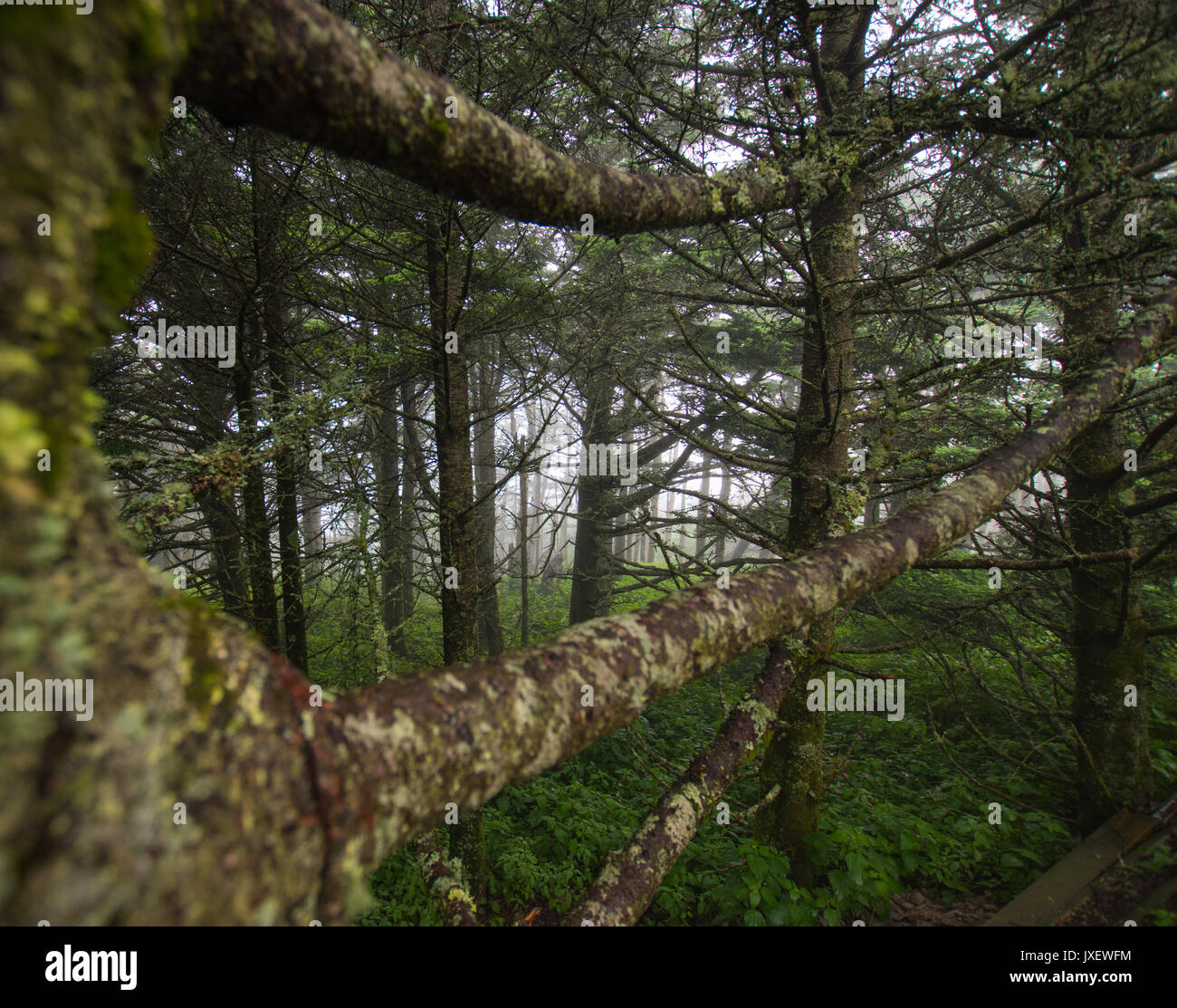 Nebligen Wald in der Nähe der Gipfel des Mt. Mitchell im Pisgah National Forest Stockfoto