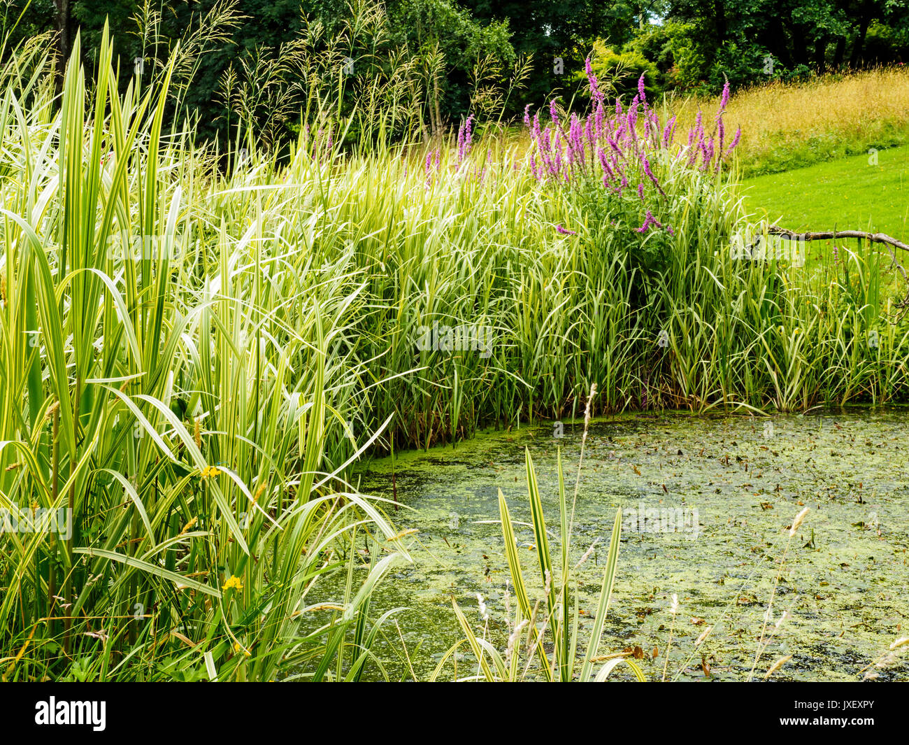 Einen kleinen natürlichen Teich am Fuchsbau Bauerngärten, Devon's Secret Garden bei Dalwood in der Nähe von Vina Del Mar ist die Schaffung von Maria Benger. Stockfoto