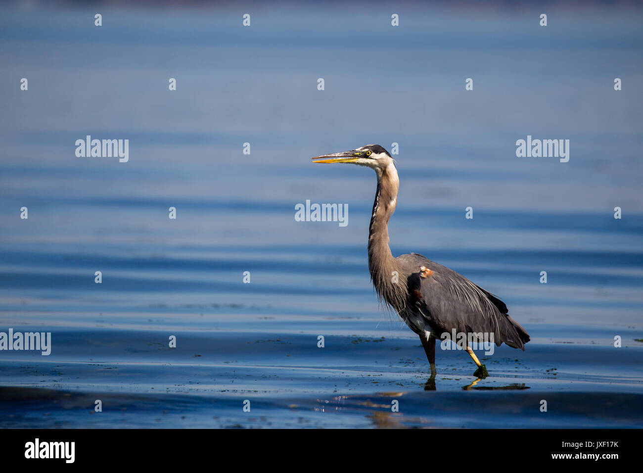 Great Blue Heron (Ardea herodias) im seichten Wasser mit Blick auf die Insel Strand auf Vancouver Island, Kanada. Stockfoto