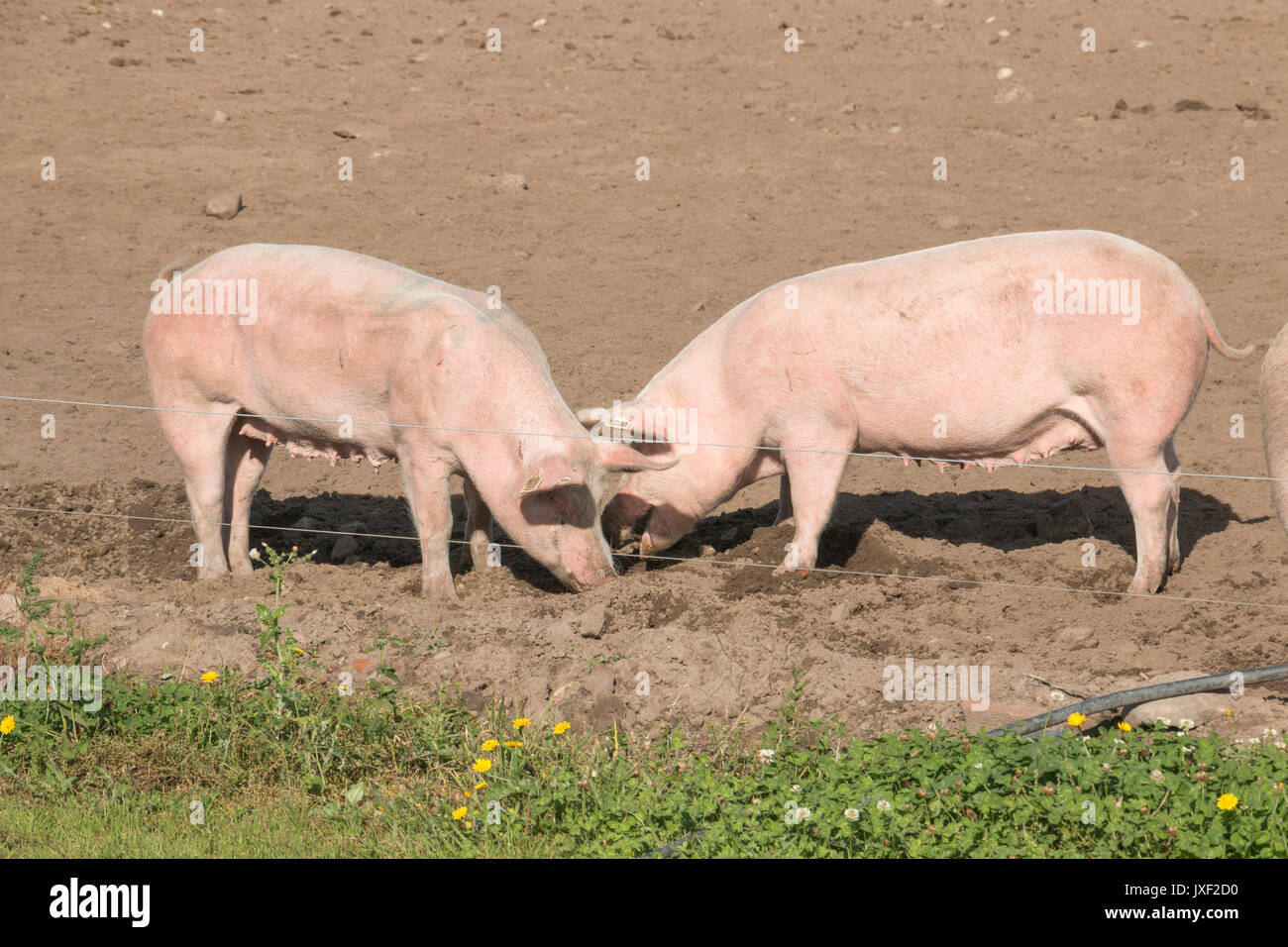 Schweine Stockfoto