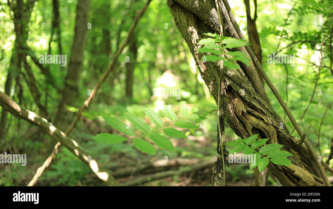 In der Nähe der Reben/Unterholz in einem Wald im Nordosten der USA. Stockfoto