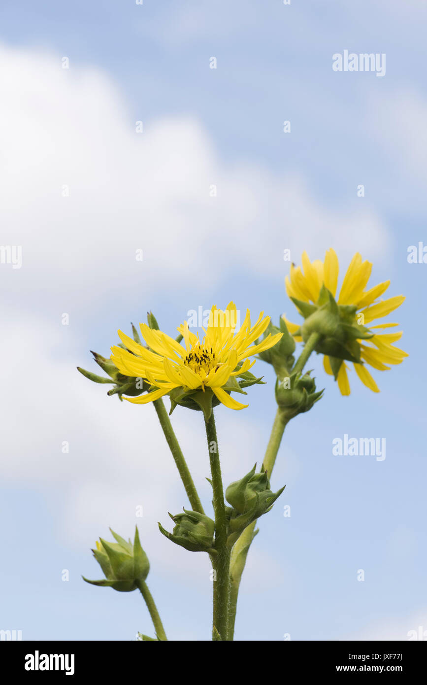 Silphium Laciniatum. Kompass-Pflanze Blume Stockfoto