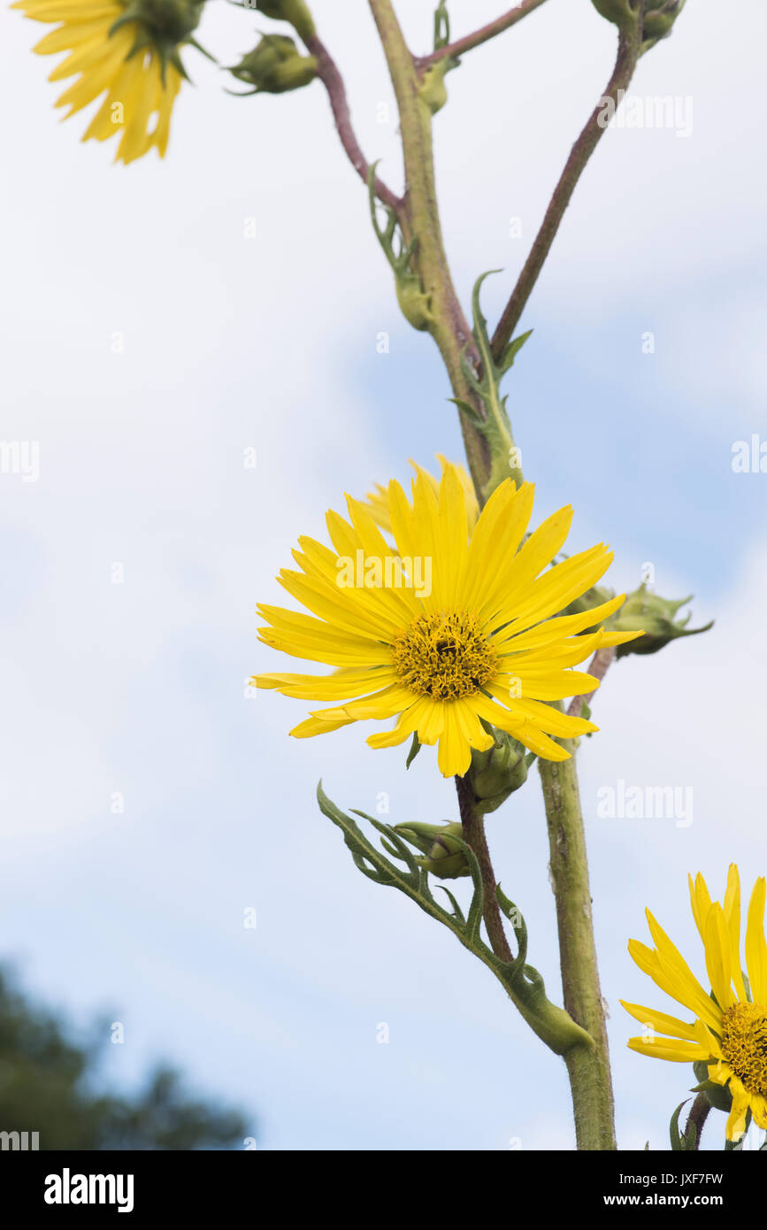 Silphium Laciniatum. Kompass-Pflanze Blume Stockfoto