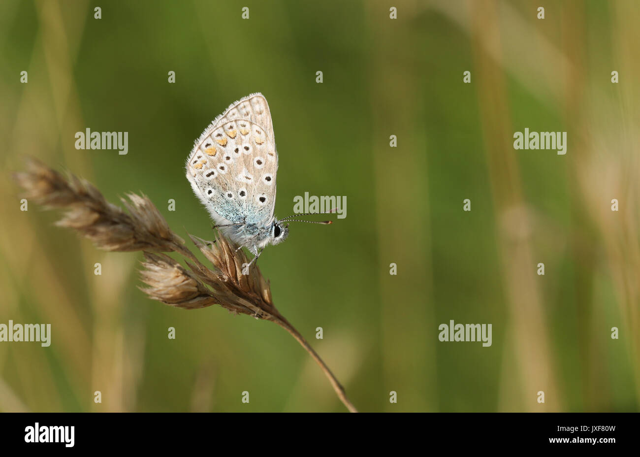 Eine weibliche Gemeinsame Blauer Schmetterling (Polyommatus icarus) auf einem grassamen Kopf thront. Stockfoto