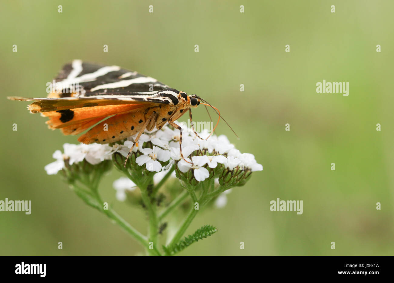 Eine hübsche Jersey Tiger Moth (Euplagia quadripunctaria f. Lutescens) nectaring auf einem Yarrow Flower. Stockfoto