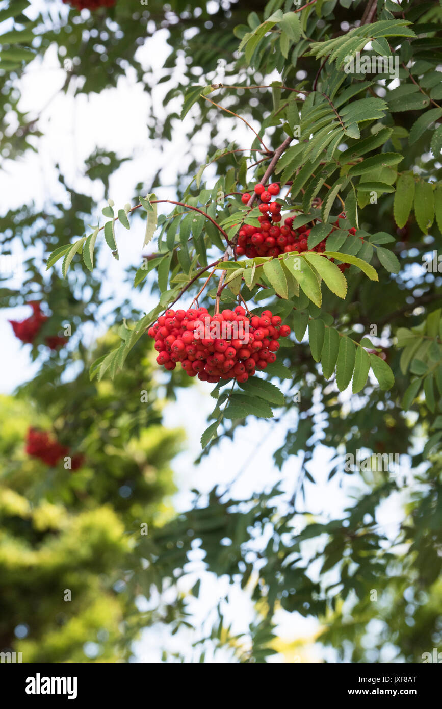 Sorbus aucuparia. Vogelbeeren auf einen Baum. Großbritannien Stockfoto