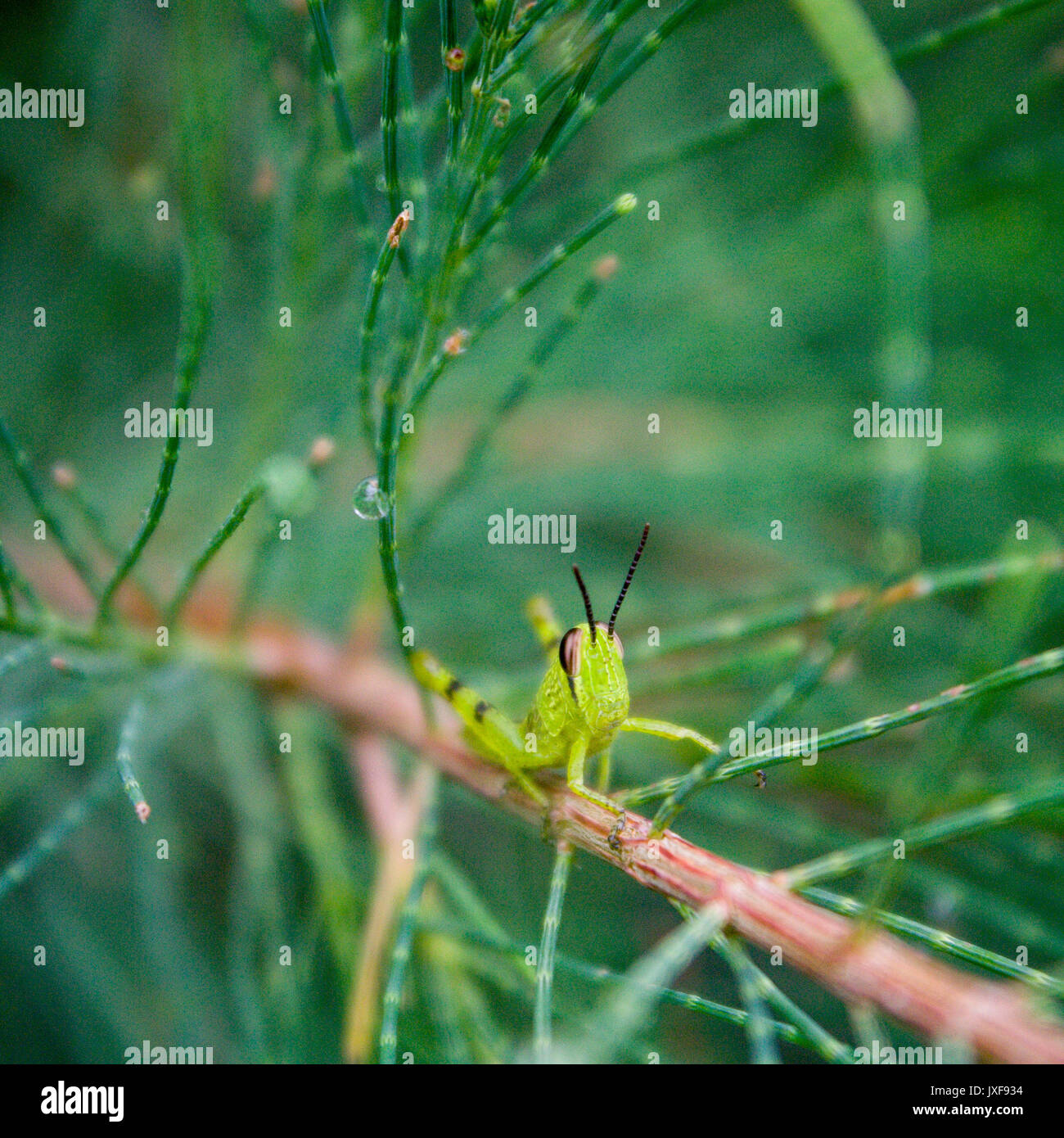 Heuschrecke Stockfoto