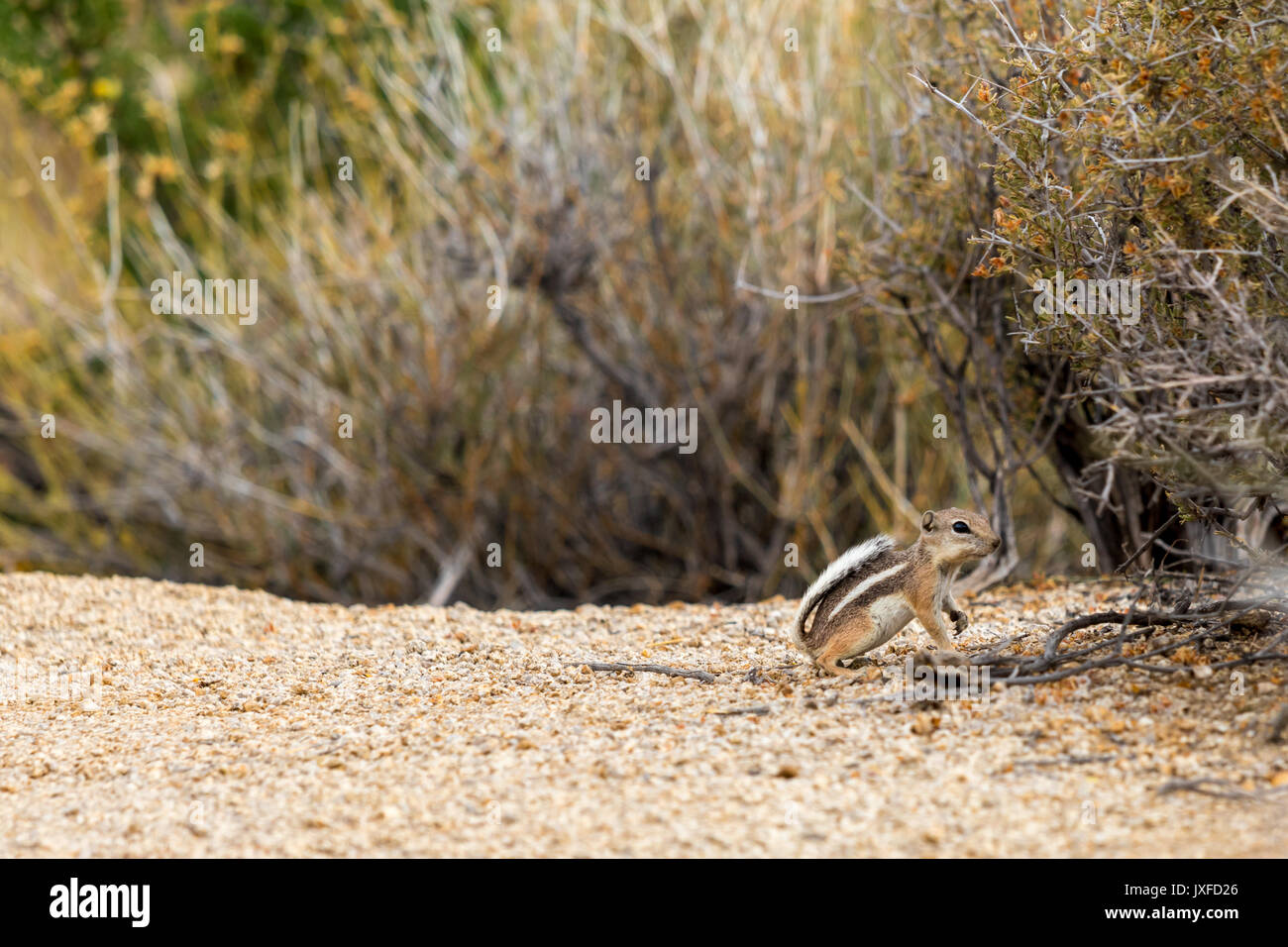 White-tailed Antilope Eichhörnchen im Joshua Tree National Park Stockfoto