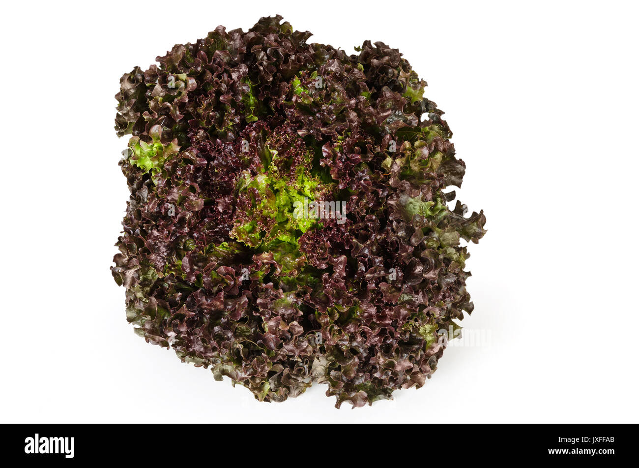 Lollo Rosso salat Vorderansicht auf weißem Hintergrund. Ein Sommer knackige Vielfalt von Lactuca Sativa. Red loses Blatt Art Salat Kopf mit Rüschen treibt. Foto. Stockfoto