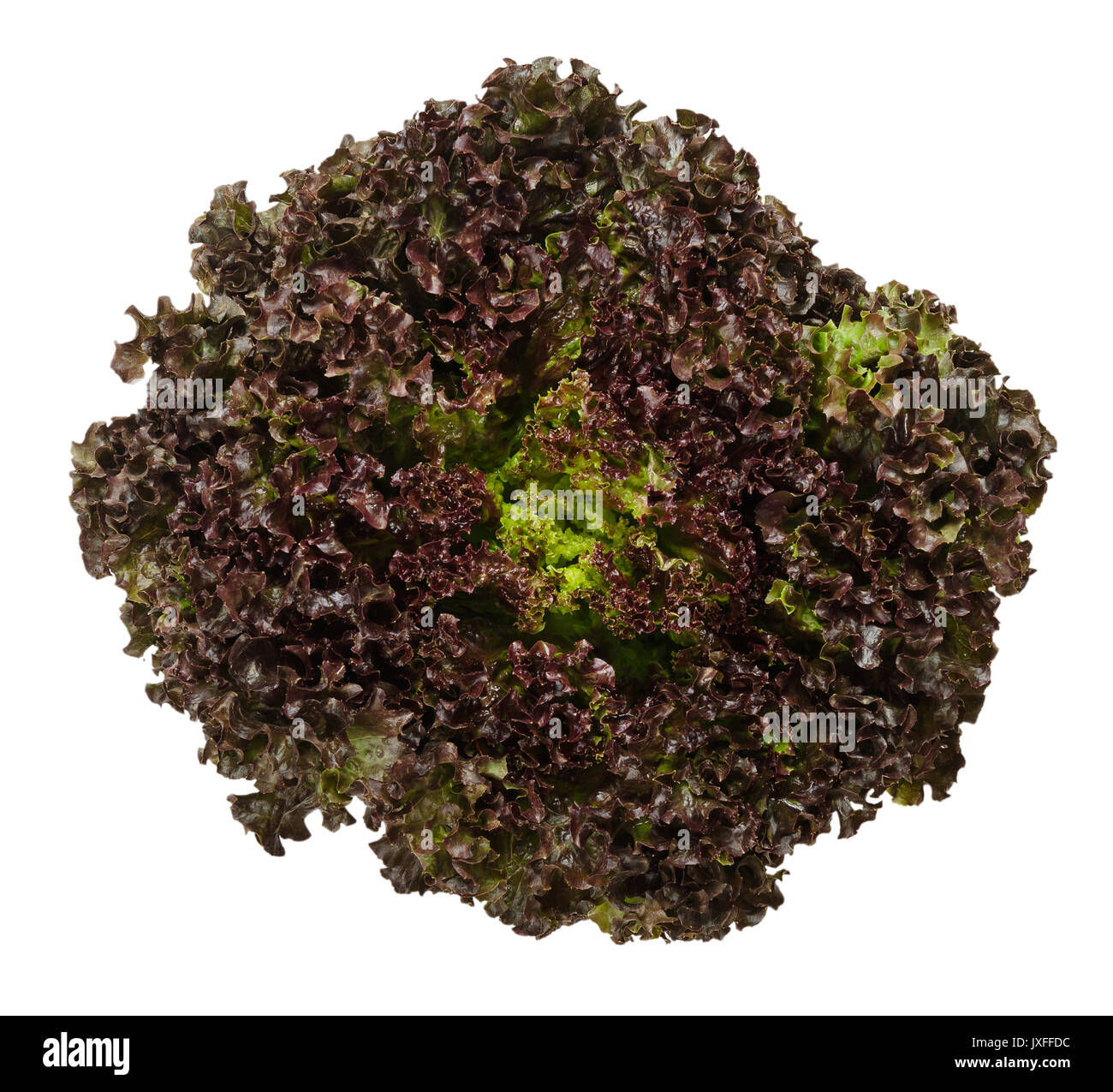 Lollo Rosso Salat von oben über Weiß isoliert. Ein Sommer knackige Vielfalt von Lactuca Sativa. Red loses Blatt Art Salat Kopf mit Rüschen treibt. Foto. Stockfoto
