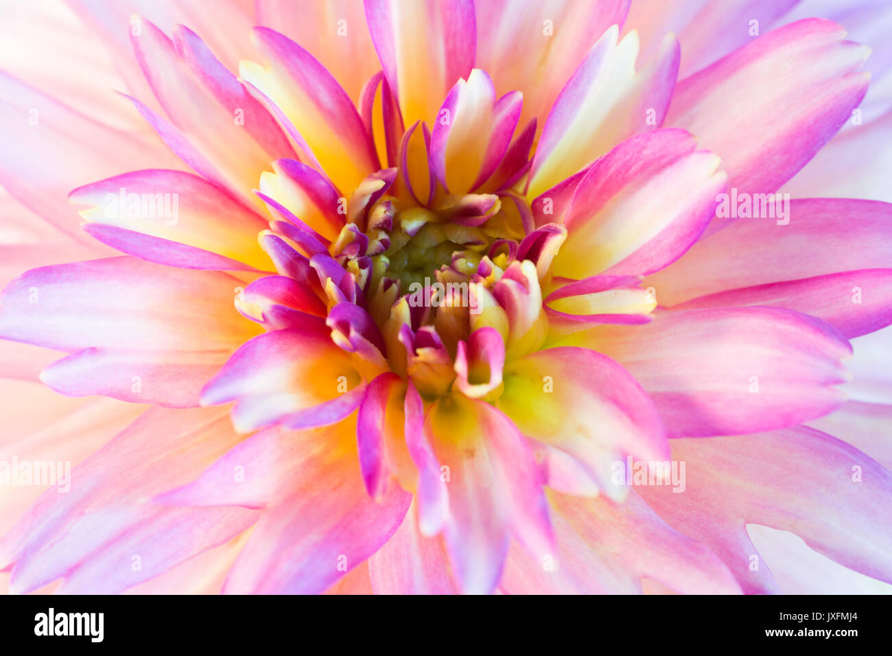 Bold malerische Dahlia Stockfoto