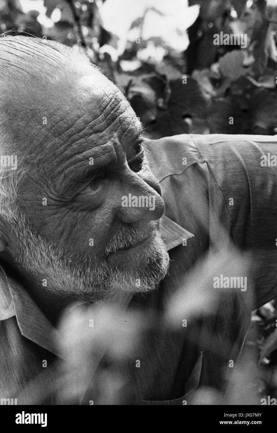 Charles Southward Singleton, Singleton, ca 70 Jahre alt, ist bewundern Laub auf seinem Landgut, 1969. Stockfoto