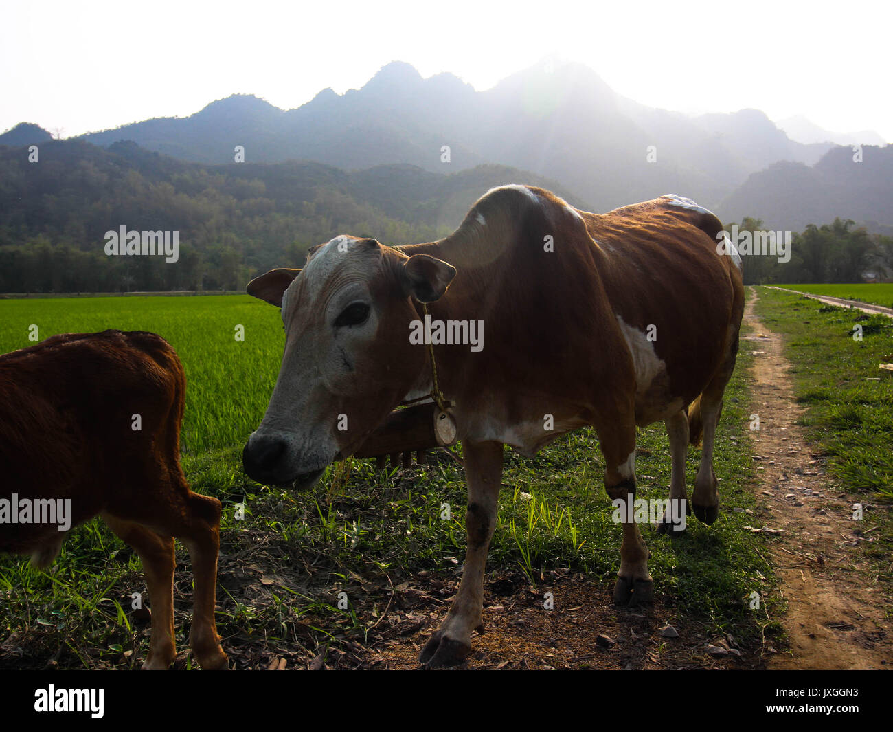 Eine Kuh auf den Feldern in Mai Chau, Vietnam Stockfoto