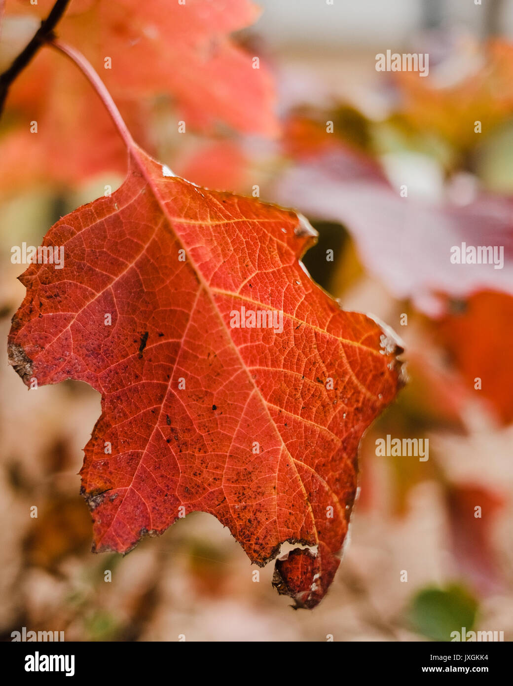 Rotes Ahornbaumblatt in voller Herbst- oder Herbstfarbe. Stockfoto