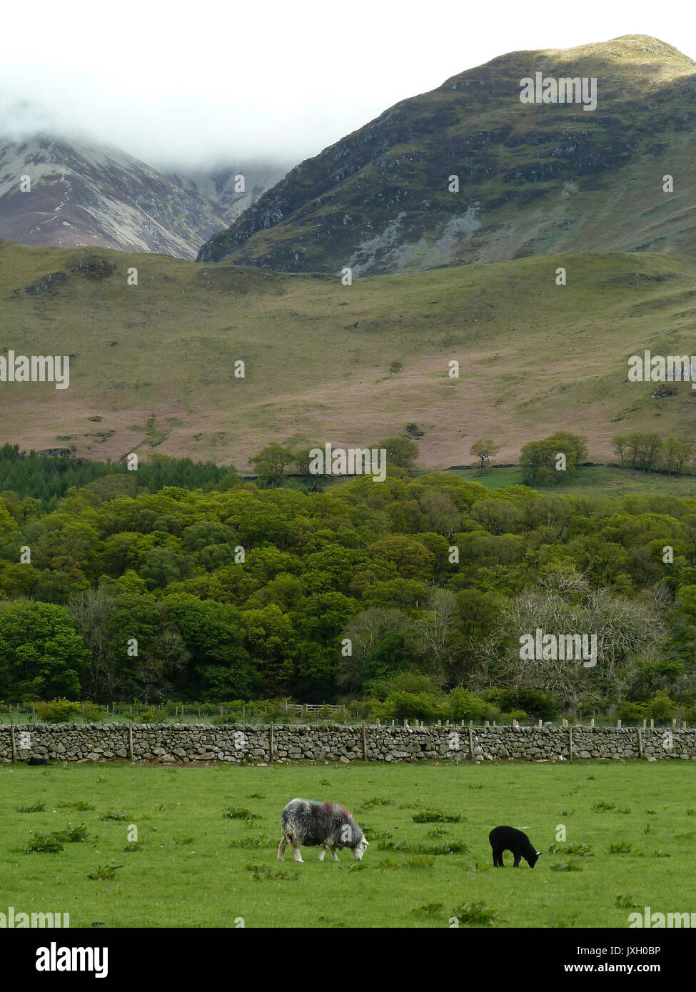 Portrait von Schafen und Schwarzes Lamm Weiden mit Bäumen und Bergen im Hintergrund Stockfoto