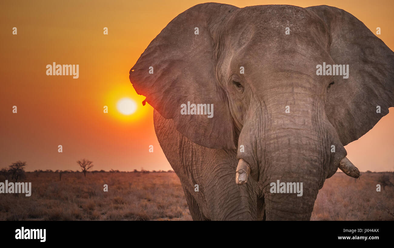 Extreme close-up Portrait von männlichen afrikanischen Elefanten mit zerbrochenen Hauer und zerrissenen Ohren. Stockfoto