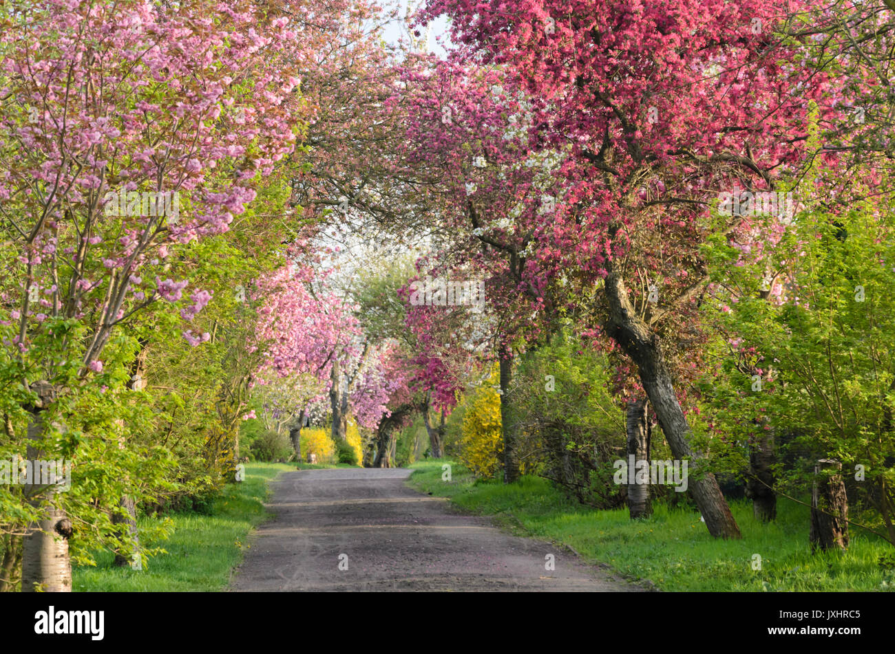 Avenue mit blühenden Obstbäumen Stockfoto