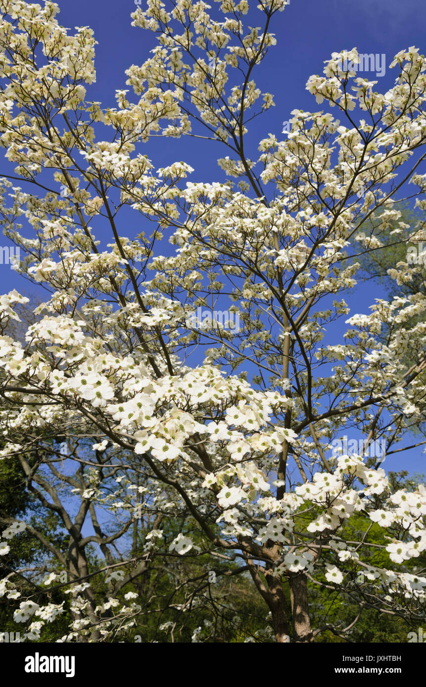 Östlichen blühende Hartriegel (cornus Florida) Stockfoto