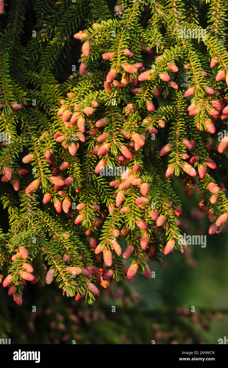Orientalische Fichten (Picea orientalis) Stockfoto