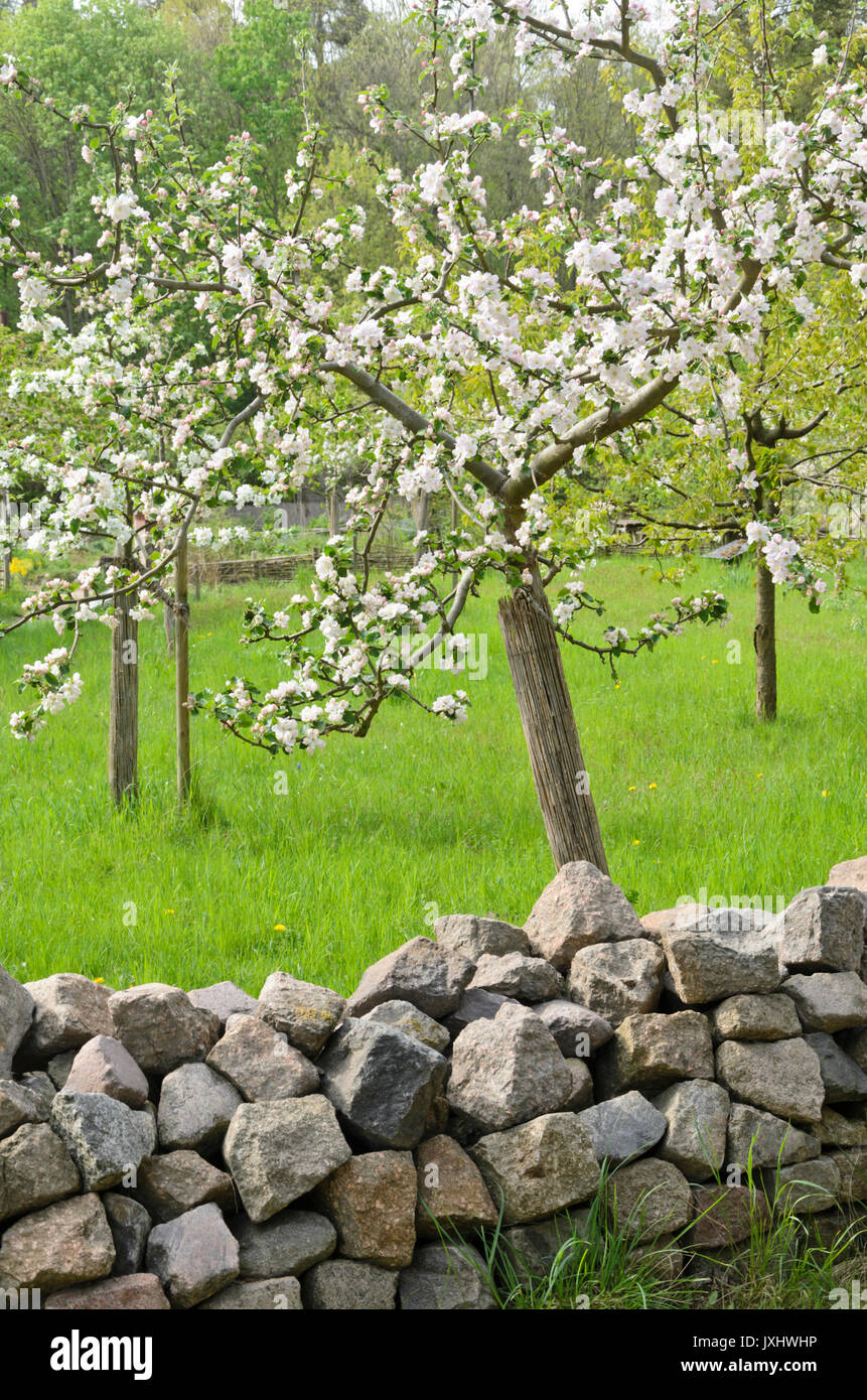Apfel (Malus) Stockfoto