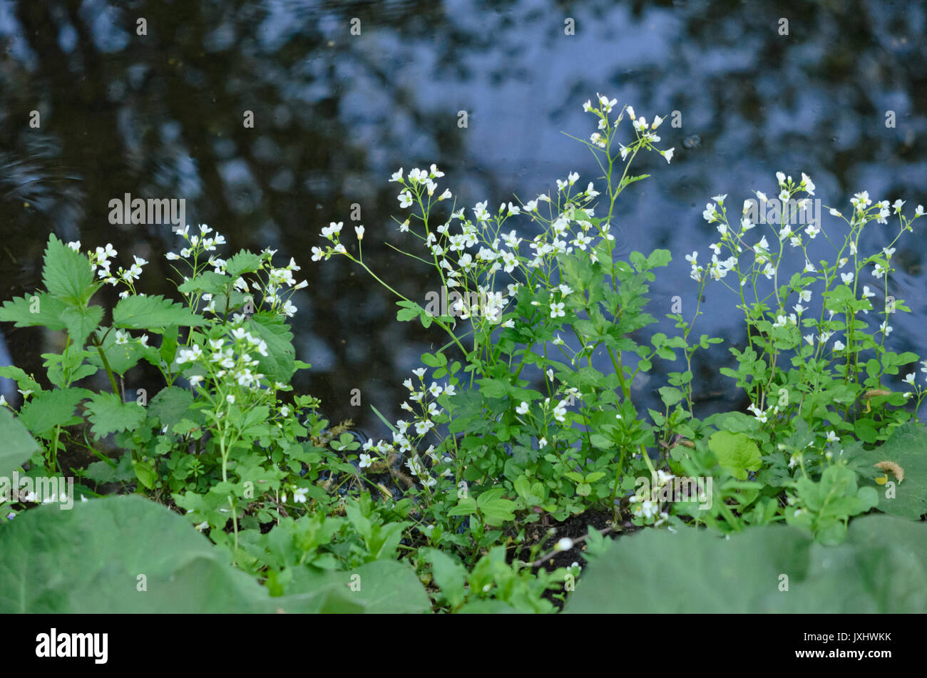 Große bittercress (cardamine Amara) Stockfoto