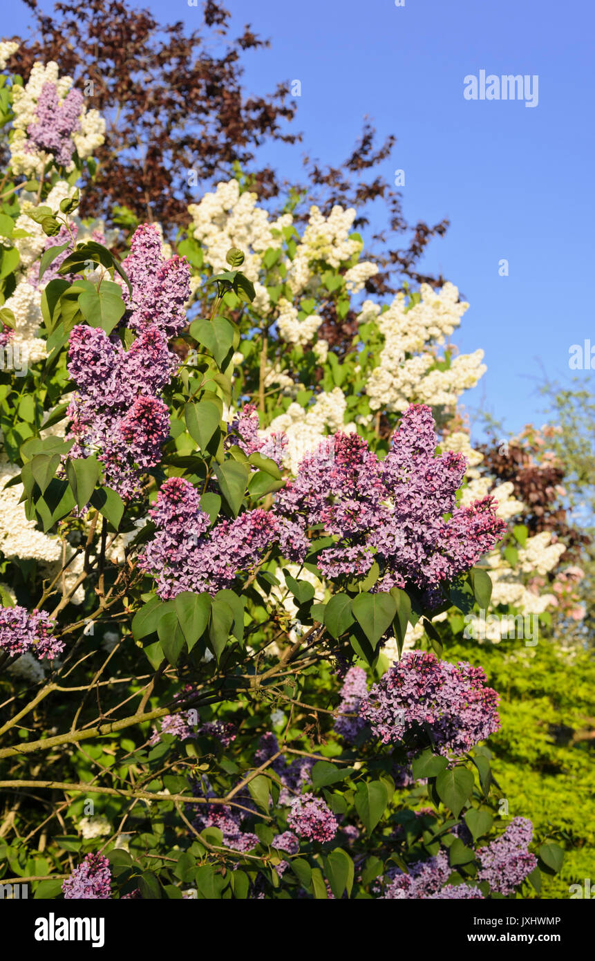 Flieder (Syringa vulgaris) Stockfoto