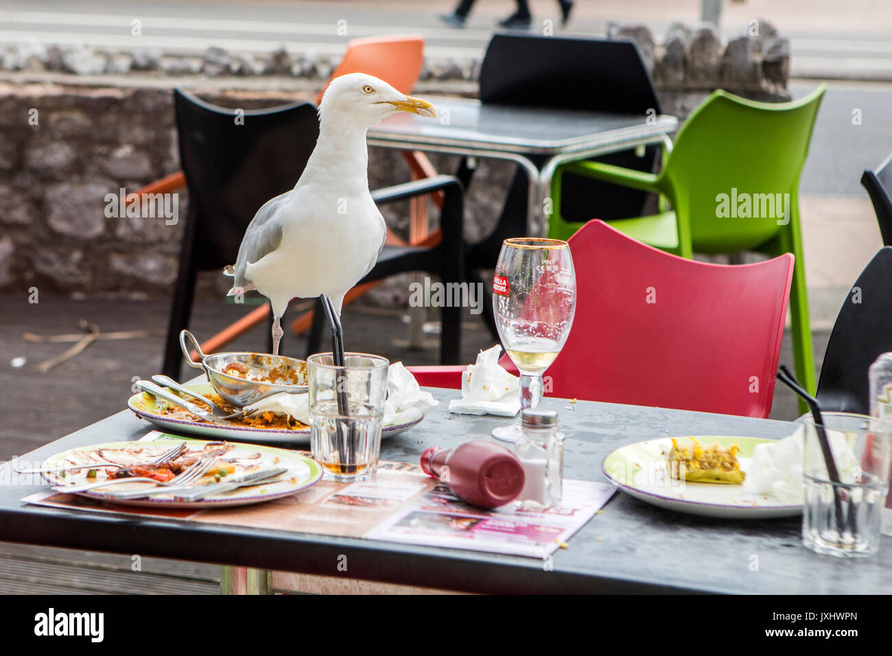 Seagull Auswaschung von Restaurant Tabellen Stockfoto