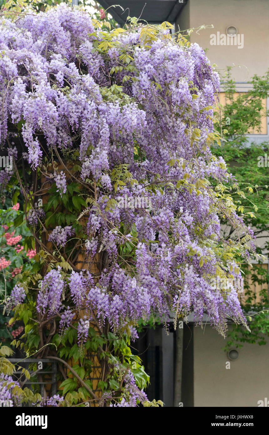 Glyzine (Wisteria) Stockfoto