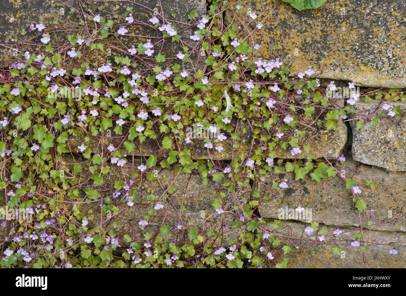 Ivy-leaved Toadflax (cymbalaria muralis) Stockfoto