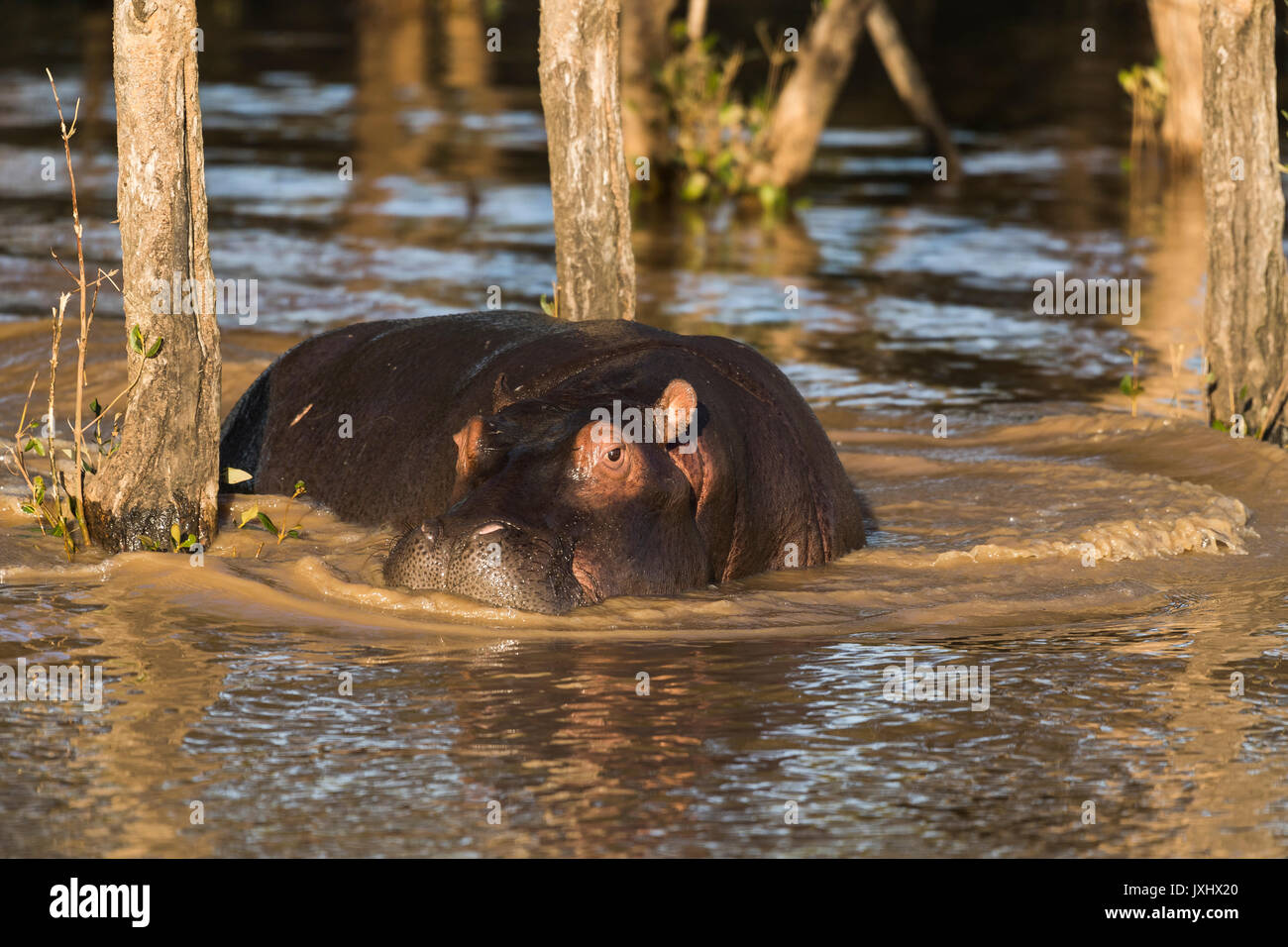 Gemeinsame hippopotamus amphibius (Hippopotamuspotamus) in Wasser in den Mangrovenwald, iSimangaliso Wetland Park, KwaZulu-Natal Stockfoto