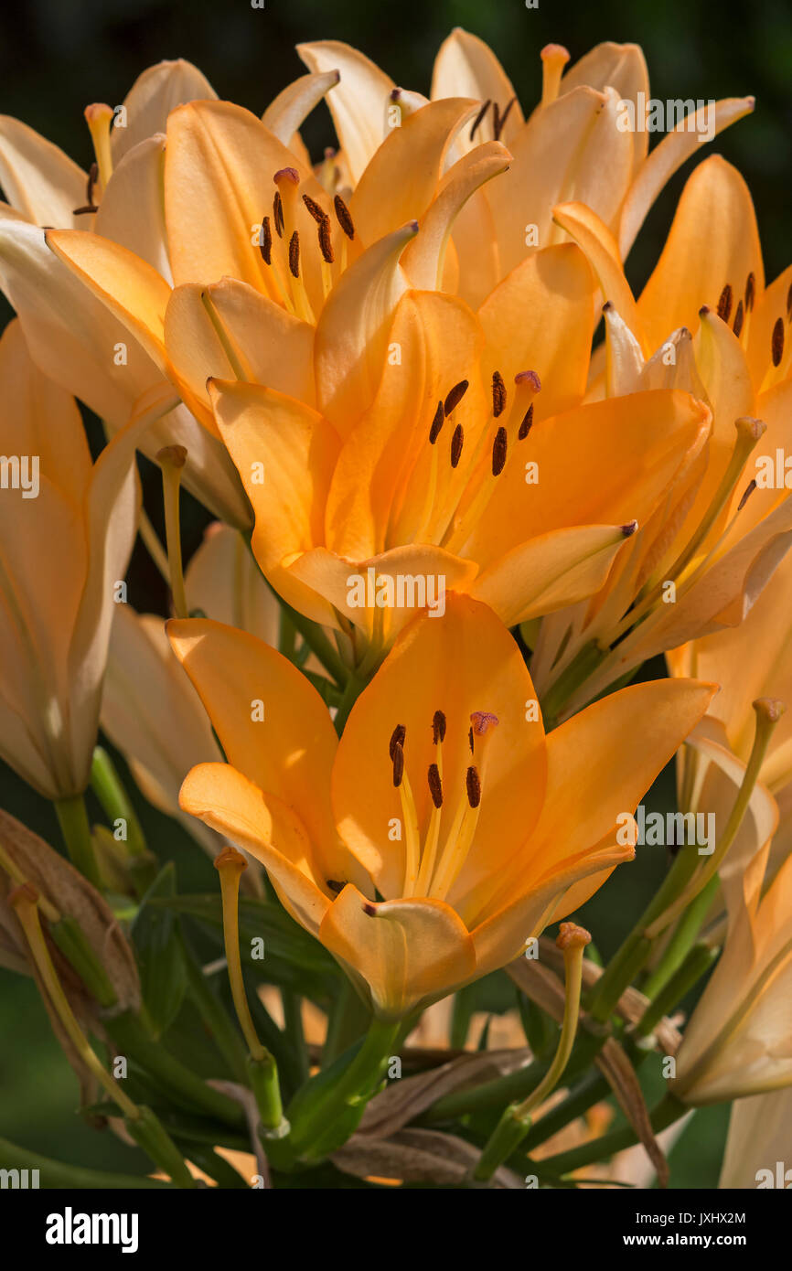 Orange Lilien (Lilium), Bayern, Deutschland Stockfoto