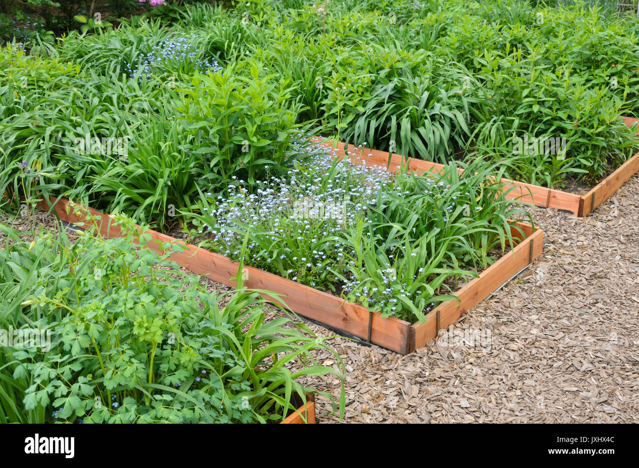 Vergissmeinnicht (myosotis) und Taglilien (Hemerocallis) in Vermehrung Betten. Design: Marianne und Detlef lüdke Stockfoto
