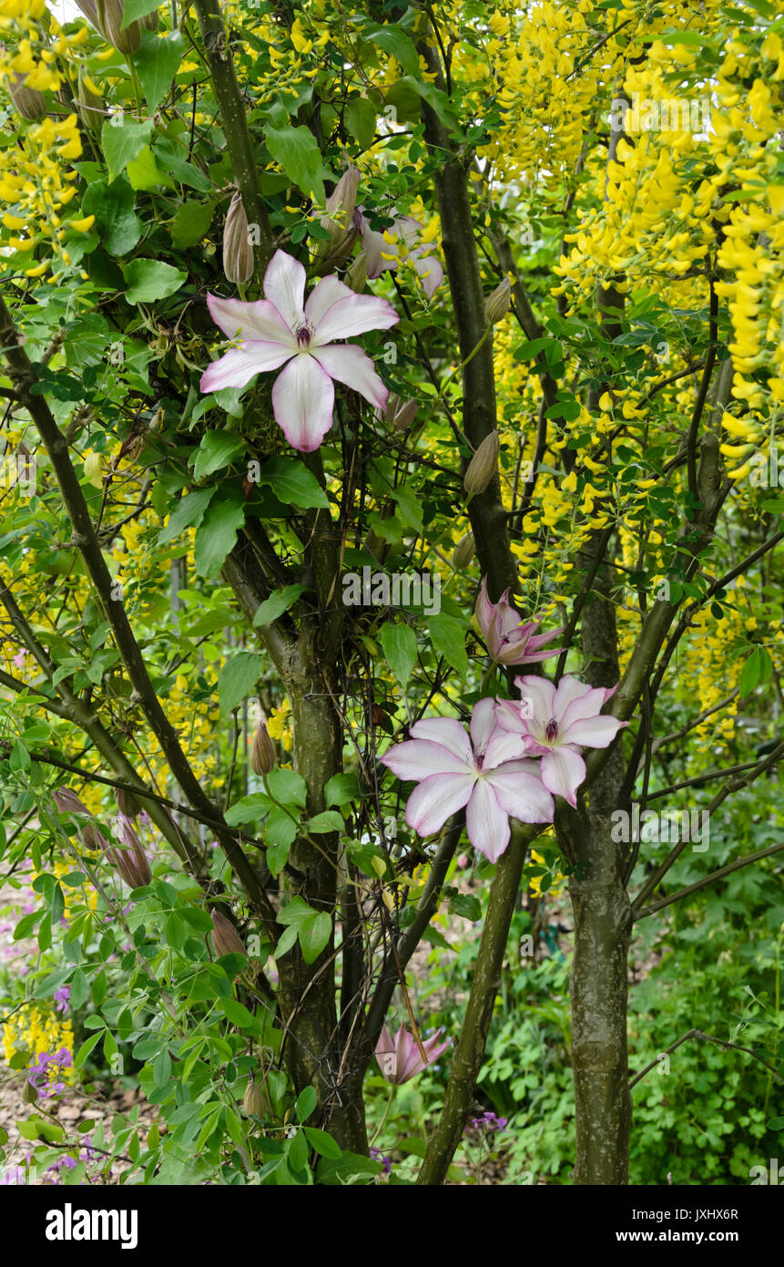 Clematis (Clematis omoshiro) und gemeinsame Goldregen (Laburnum anagyroides) Stockfoto