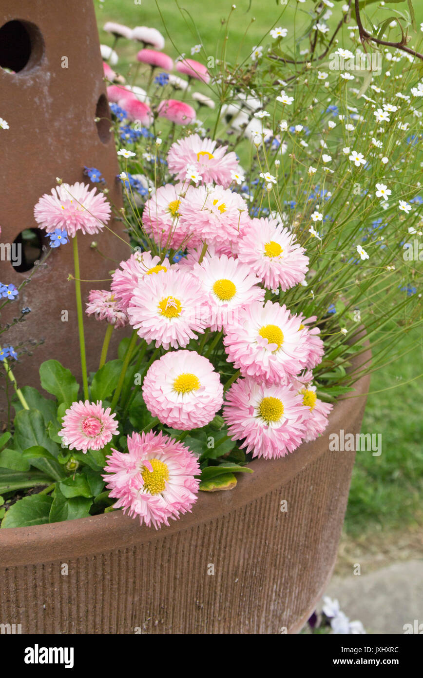 Gemeinsame Gänseblümchen (Bellis perennis) in eine Blume, Whirlpool Stockfoto