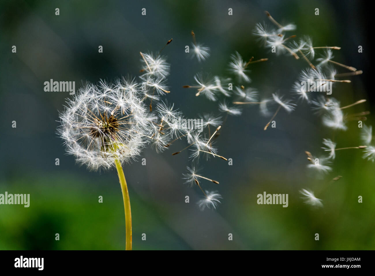Durchgebrannte Dandelion Clock auf einem unscharfen Hintergrund Stockfoto