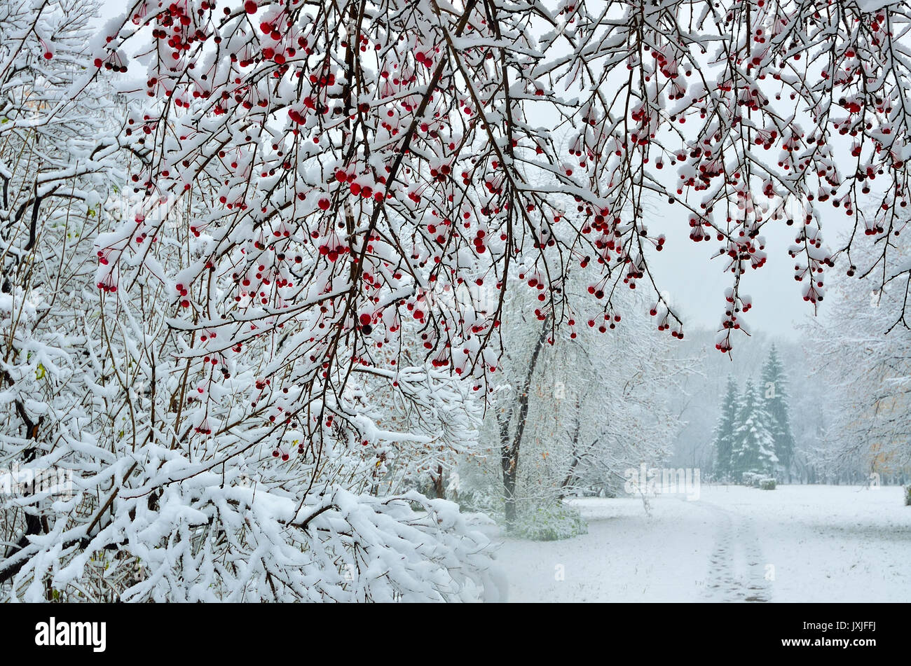 Eine verschneite Zweig der wilden Apfel Baum mit roten Früchten im Vordergrund und der Fußweg aus führenden im Winter Park Stockfoto