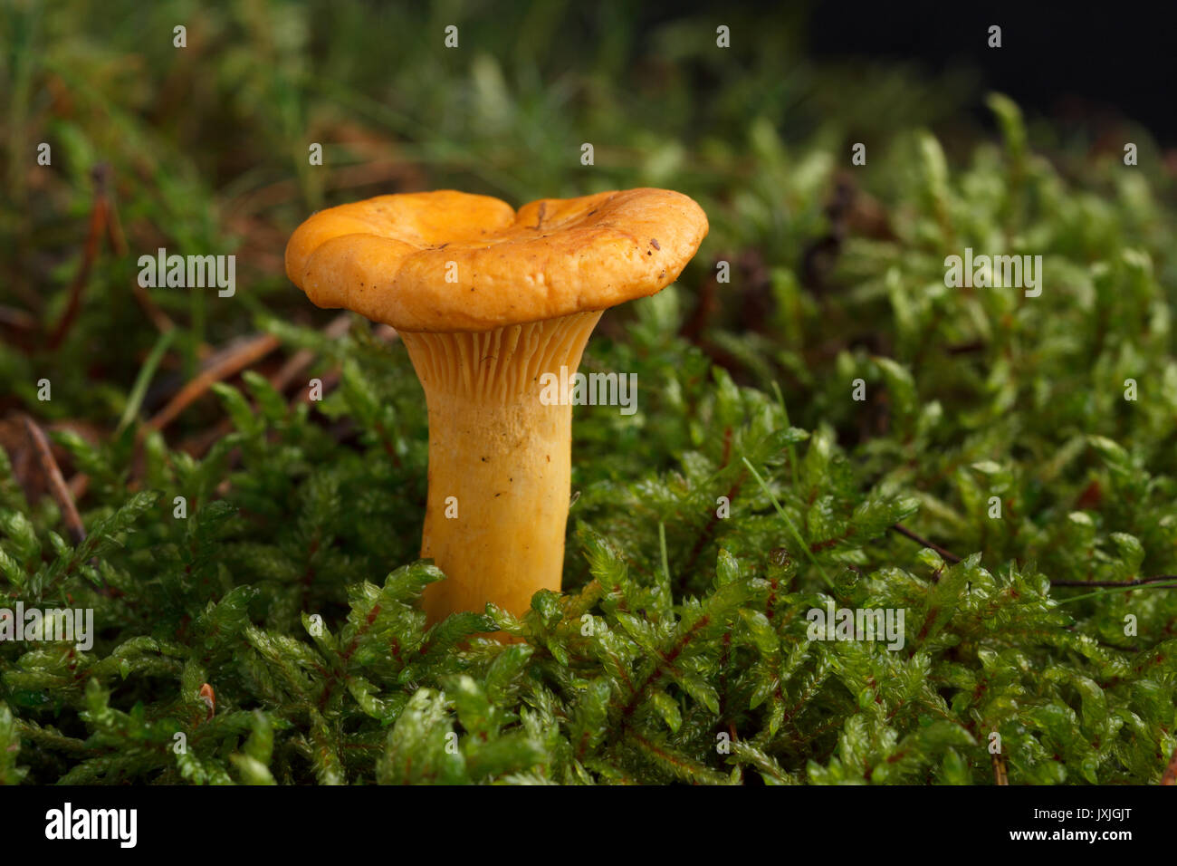 Essbare Wild Mushroom - Pfifferlinge. Isoliert. Natürliche Pilze Pfifferlinge Stockfoto