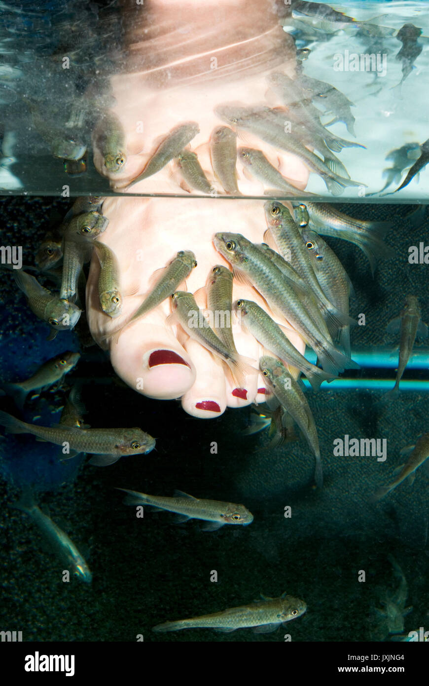 Kangal garra rufa Fotos und Bildmaterial in hoher Auflösung Alamy