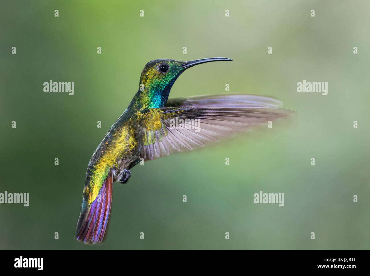 Männliche Grüne-breasted Mango, Anthracothorax prevostii Schweben, Laguna del Lagarto, Boca Tapada, San Carlos, Costa Rica Stockfoto