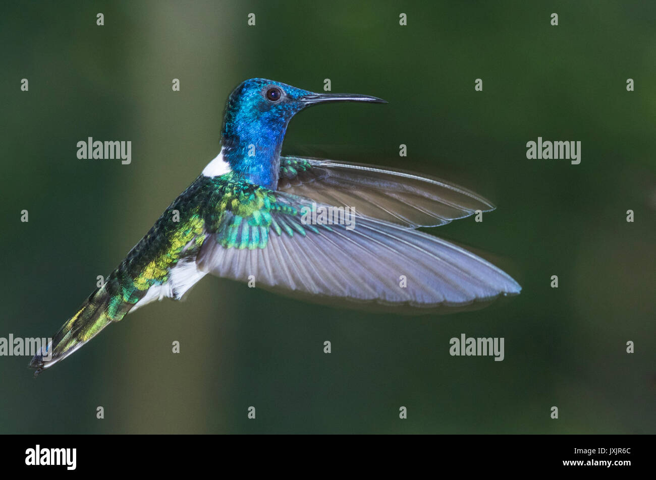 Weiß-necked Jakobiner, Florisuga mellivora Schweben, Laguna del Lagarto, Boca Tapada, San Carlos, Costa Rica Stockfoto