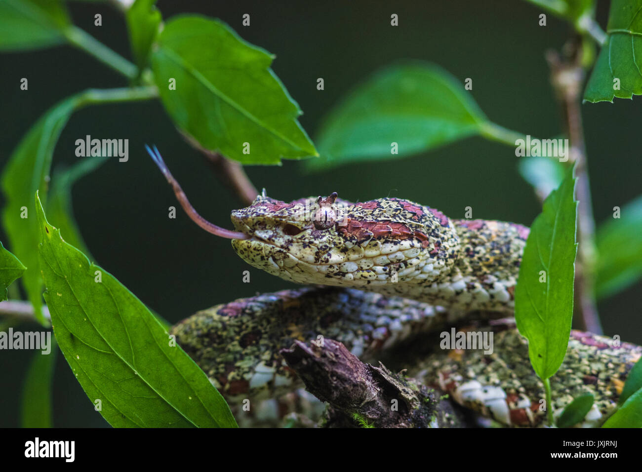 Wimpern Viper, Anolis schlegelii, seine Zunge heraus, unter Blätter liegen in einem Baum an der Laguna del Lagarto, Boca Tapada, San Carlos, Costa Ric Stockfoto