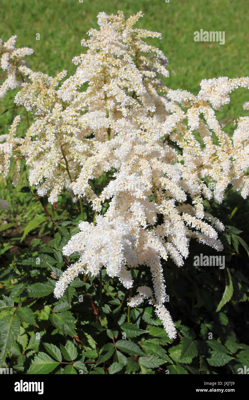 Falsche Spirea Astilbe snowdrift Stockfoto