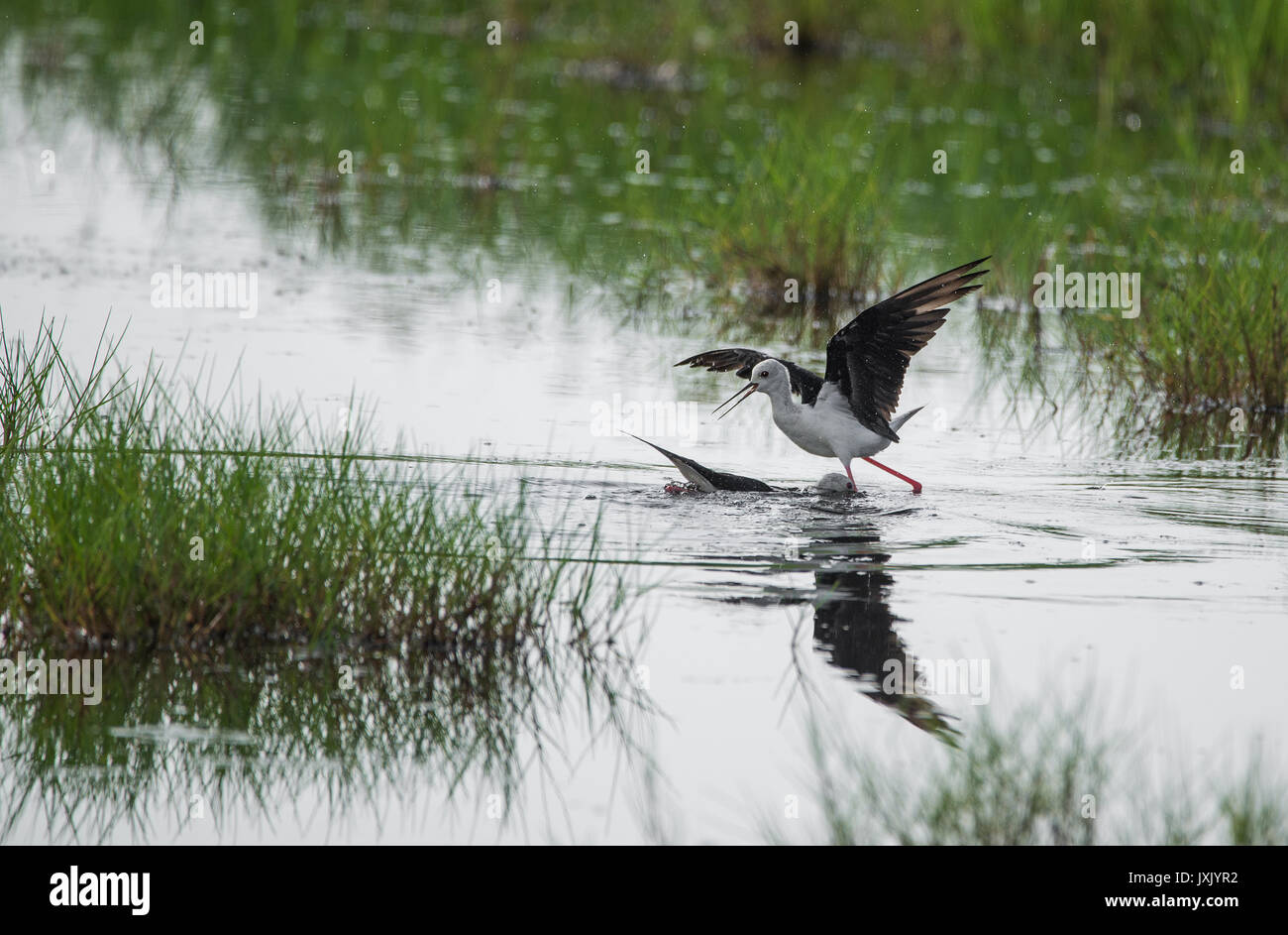 Schwarz geflügelte Stelzenläufer Vögel spielen in einem Wasserstrom Stockfoto