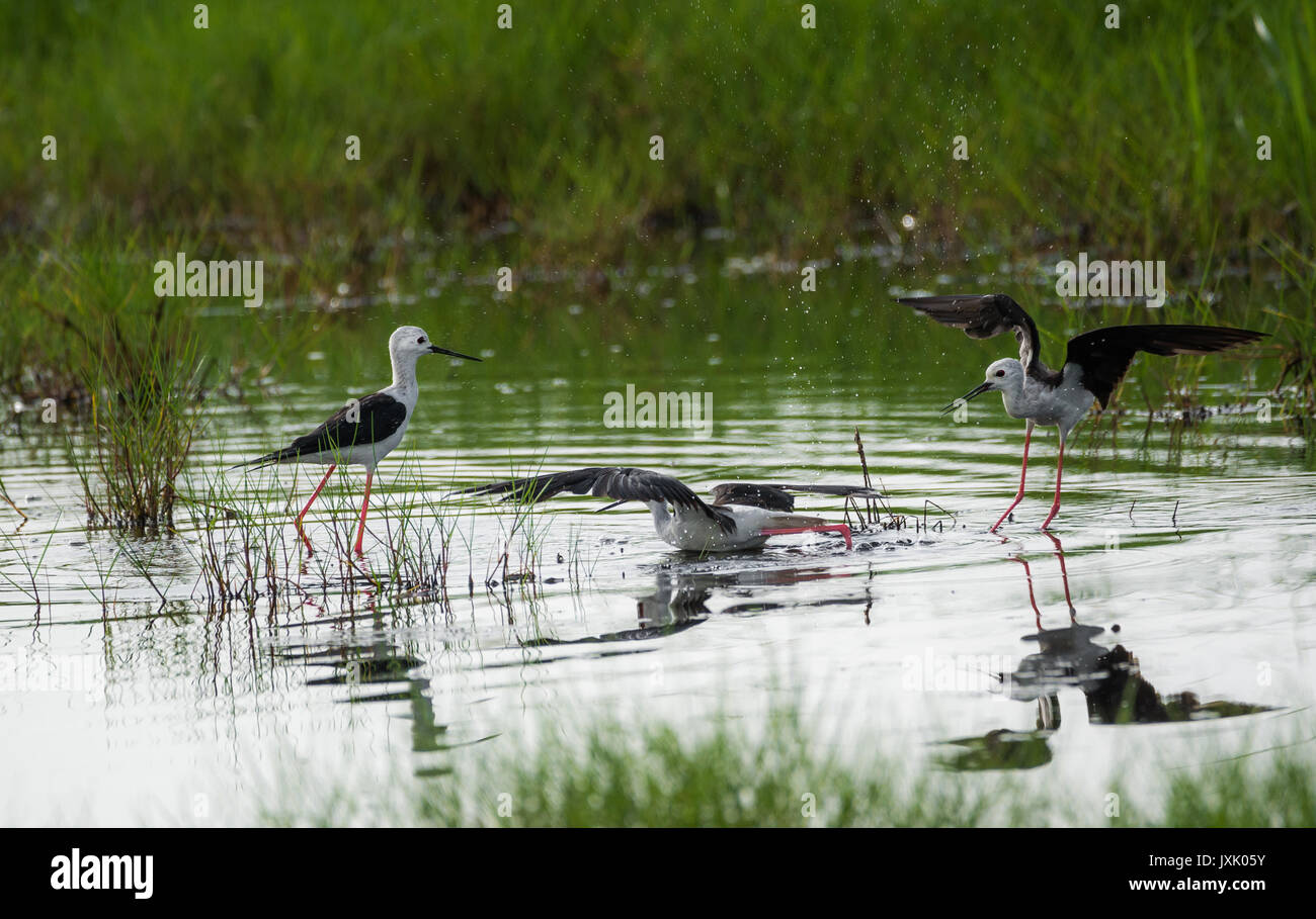 Schwarz geflügelte Stelzenläufer Vögel spielen in einem Wasserstrom Stockfoto