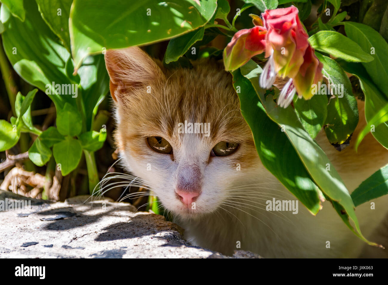 Kleine, freundlich, griechische Katze unter einer Blume auf der Insel Rhodos, Griechenland Stockfoto