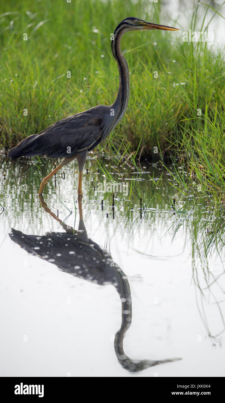 Purpurreiher in Wasser mit Reflektion Stockfoto