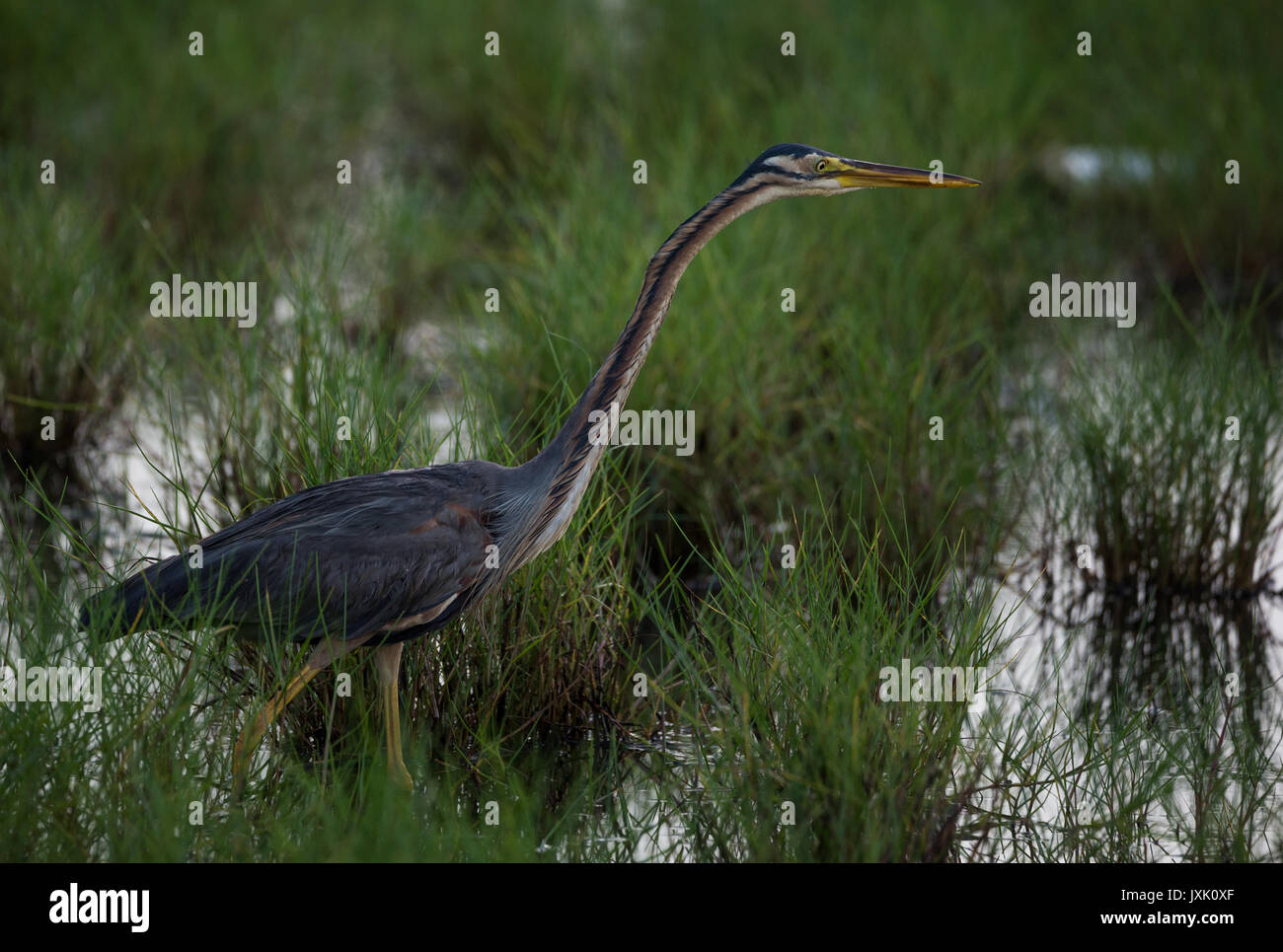 Purpurreiher mit gespannten langen Hals Stockfoto