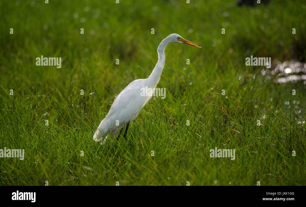 Silberreiher in einem grünen Reisfelder Stockfoto